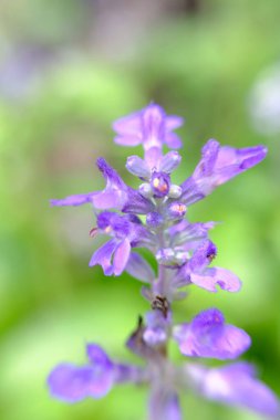 soyut renkli çiçek arkaplanı yakın plan görüntüsü 