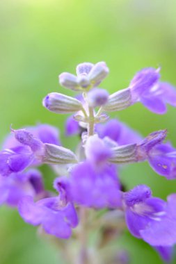 soyut renkli çiçek arkaplanı yakın plan görüntüsü 