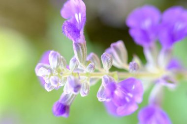 soyut renkli çiçek arkaplanı yakın plan görüntüsü 