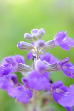 soyut renkli çiçek arkaplanı yakın plan görüntüsü 