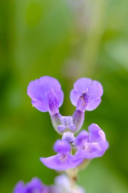 soyut renkli çiçek arkaplanı yakın plan görüntüsü 