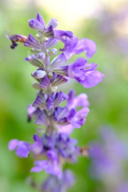 soyut renkli çiçek arkaplanı yakın plan görüntüsü 