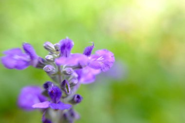 soyut renkli çiçek arkaplanı yakın plan görüntüsü 