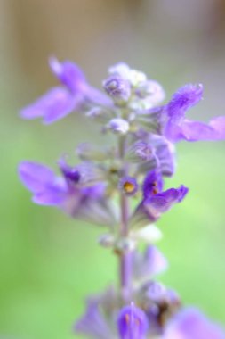 soyut renkli çiçek arkaplanı yakın plan görüntüsü 