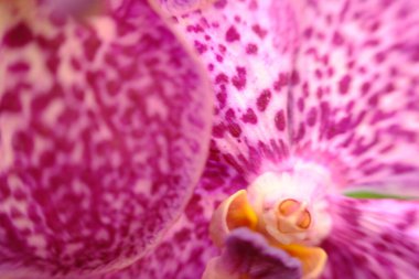 soyut renkli çiçek arkaplanı yakın plan görüntüsü 