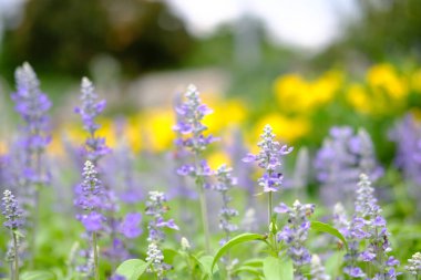 soyut renkli çiçek arkaplanı yakın plan görüntüsü 