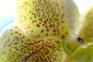 soyut renkli çiçek arkaplanı yakın plan görüntüsü 