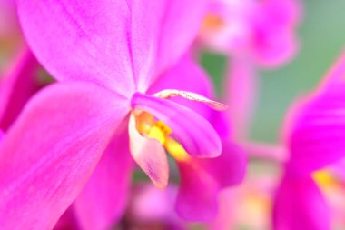 soyut renkli çiçek arkaplanı yakın plan görüntüsü 