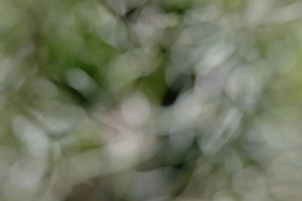 Bulanık Arkaplanda Yeşil Bitkilerin Kapatılması — Stok fotoğraf