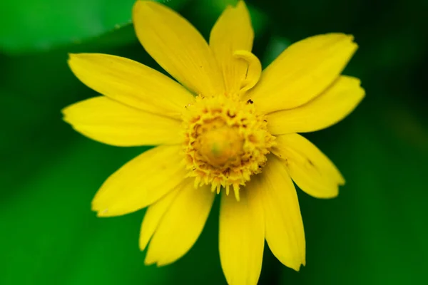 Abstract Colorful Floral Background Close View — Stock Photo, Image