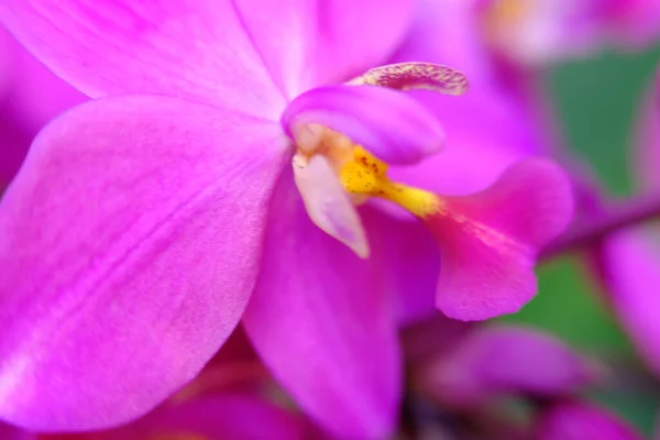 Abstract Colorful Floral Background Close View — ストック写真