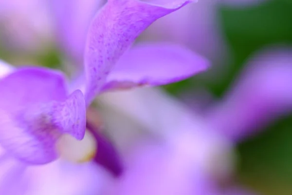 Abstract Colorful Floral Background Close View — Zdjęcie stockowe