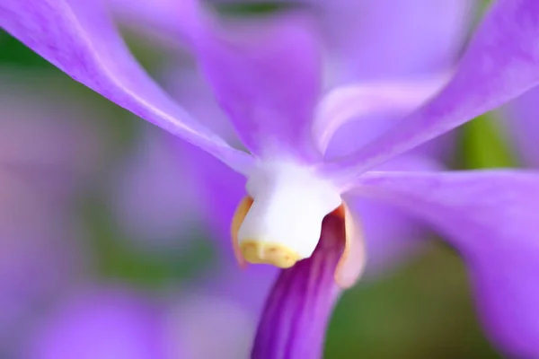 Abstract Colorful Floral Background Close View — Fotografia de Stock