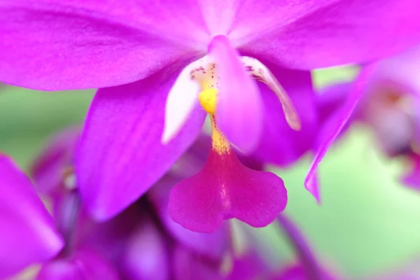 Abstract Colorful Floral Background Close View — Fotografia de Stock