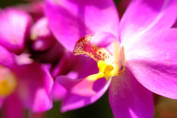 Abstract Colorful Floral Background Close View — Fotografia de Stock