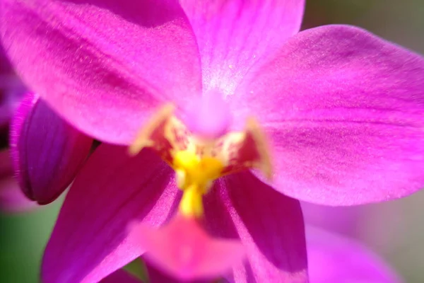 Soyut Renkli Çiçek Arkaplanı Yakın Plan Görüntüsü — Stok fotoğraf