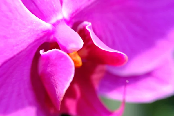 Abstract Colorful Floral Background Close View — Fotografia de Stock