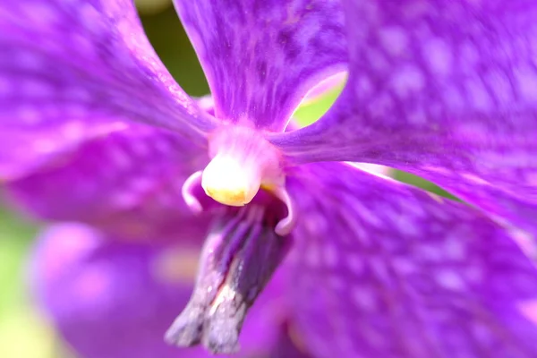 Abstract Colorful Floral Background Close View — Stockfoto