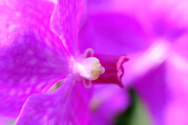 Abstract Colorful Floral Background Close View — Fotografia de Stock