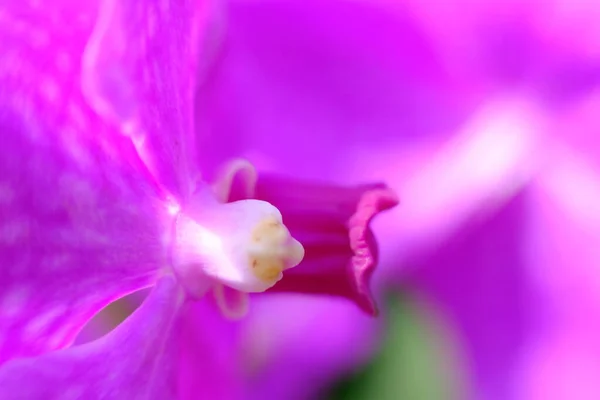 Abstract Colorful Floral Background Close View — Fotografia de Stock