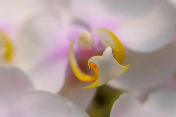 Abstract Colorful Floral Background Close View — Fotografia de Stock