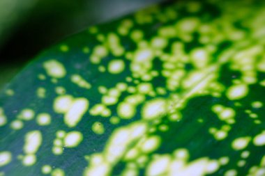 Bulanık yeşil yaprağın kapatılması, soyut arkaplan 