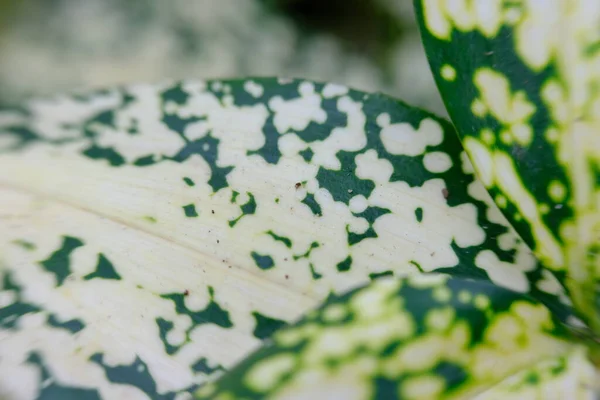 Abstract Colorful Floral Background Close View — ストック写真