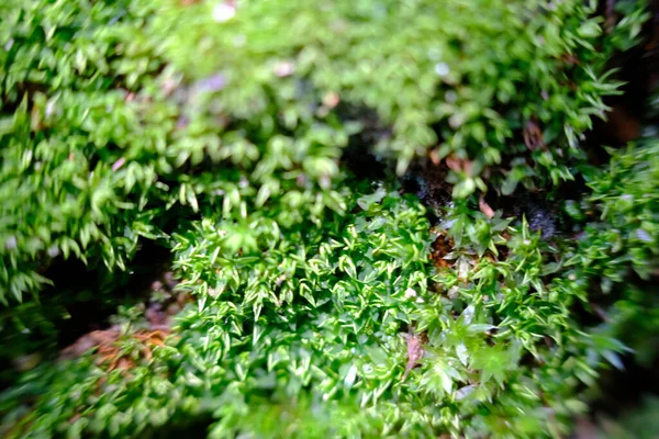 Closeup Folhas Verdes Luz Solar — Fotografia de Stock