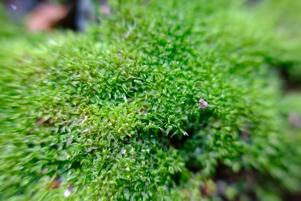 Closeup Folhas Verdes Luz Solar — Fotografia de Stock