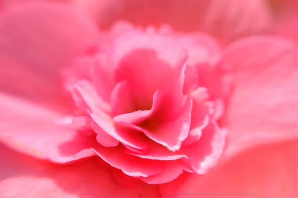 Primo Piano Fiore Rosa Sfondo Della Natura — Foto Stock