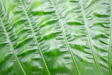 tropical monstera leaf, green, banana leaves