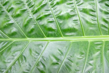 green tropical leaves, nature concept. palm branches with leaf background.