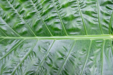 Beyaz arka planda yeşil canavar yaprakları