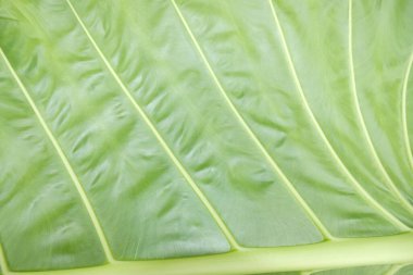 tropical leaves, green leaf, background