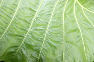 Yeşil yapraklı arka plan. tropik yaprak.