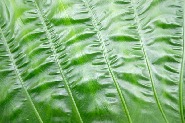 Tropical Monstera Leaf Green Banana Leaves — 스톡 사진