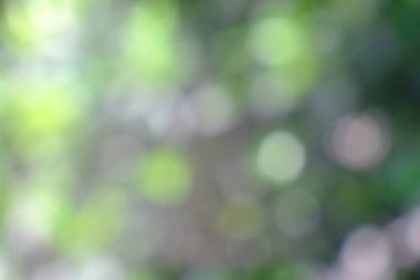 Bulanık yeşil bokeh arkaplanı