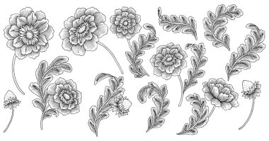 Paisley Tarzı Elements : Set 