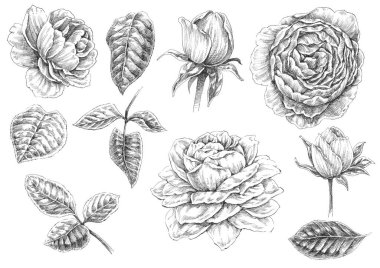 Siyah beyaz illüstrasyon : Güller