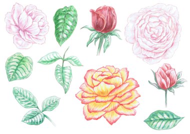 elle çizilmiş suluboya çiçek ve yaprakları