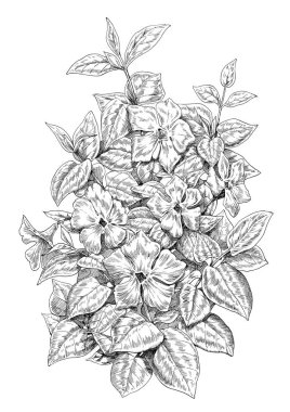Siyah beyaz illüstrasyon : Çiçekler ve yapraklar