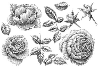 Siyah beyaz illüstrasyon : Güller