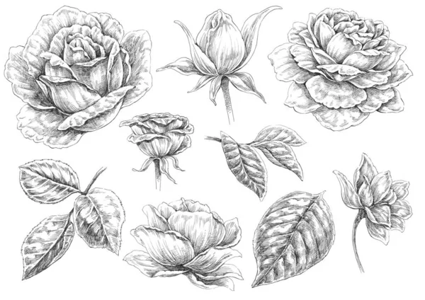 Czarno Biała Ilustracja Róże — Zdjęcie stockowe