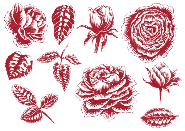 Ilustracja Sylwetki Róże Liście — Zdjęcie stockowe