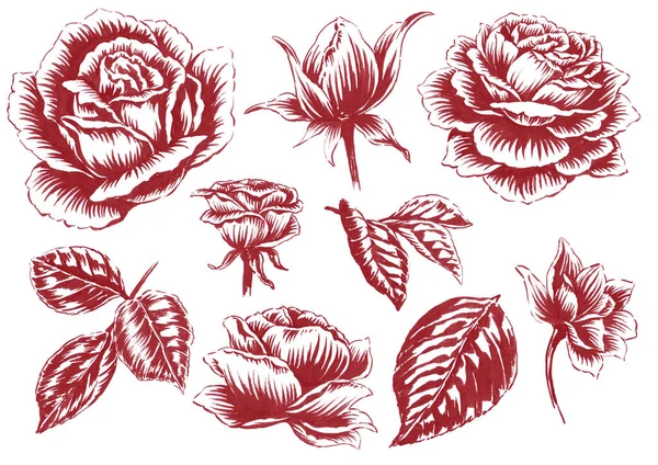 Silhouette Illustration Rosen Und Blätter — Stockfoto