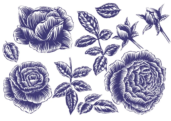 Silhouette Illustration Rosen Und Blätter — Stockfoto