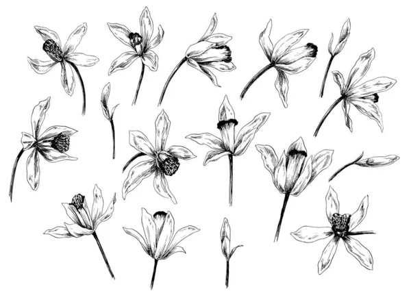 Ručně Kreslené Ilustrace Květiny Listy — Stock fotografie