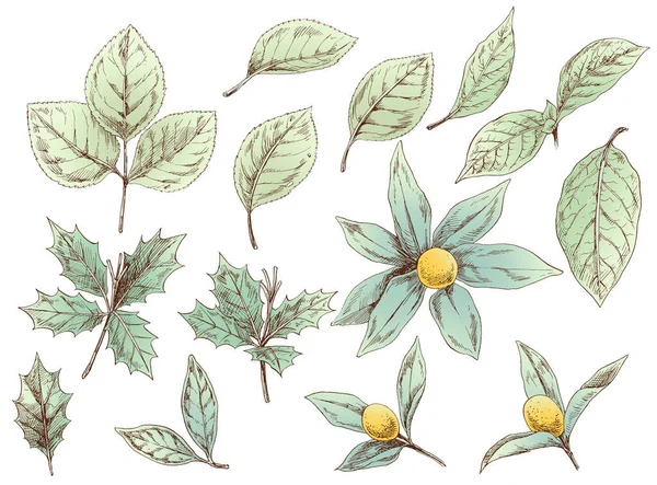 Handgezeichnete Illustration Blumen Und Blätter — Stockfoto