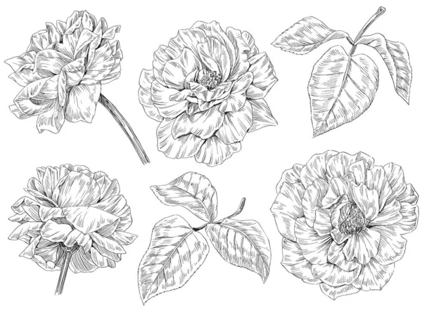 Handgezeichnete Illustration Blumen Und Blätter Rosen — Stockfoto