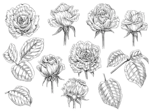 Hand Drawn Illustration Flowers Leaves Roses — Stock Photo, Image